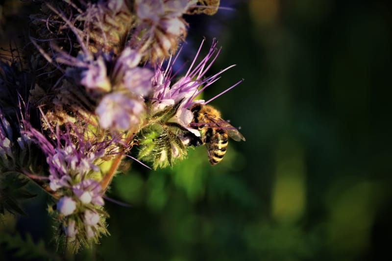 Biodiversität! Interessiert?